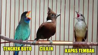 Download Lagu Masteran Burung Lomba (3in1) MP3