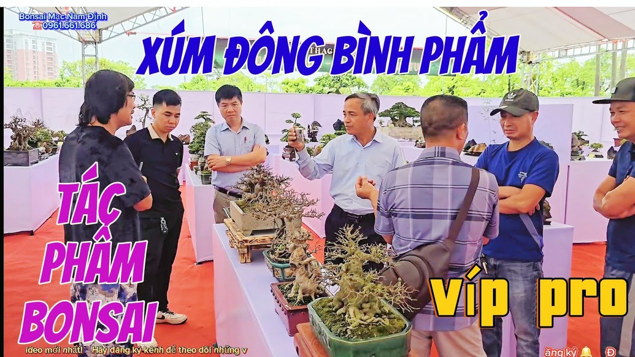 Bình về TP Bonsai vip hiếm có khó tìm