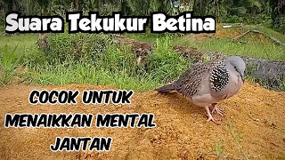 Download Lagu Suara Tekukur Betina // Cocok Untuk Menaikkan Mental Ajaran MP3