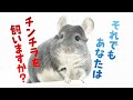 それでもチンチラを飼いますか？チンチラの飼育で大変な事まとめ