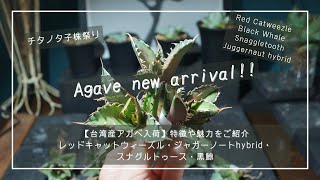 台湾産アガベ入荷】特徴や魅力をご紹介！レッドキャットウィーズル