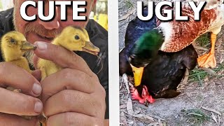 The CUTE and the UGLY About Keeping Ducks