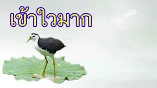 เสียงนกกวักสำหรับต่อ(เข้าใวมาก) screenshot 2