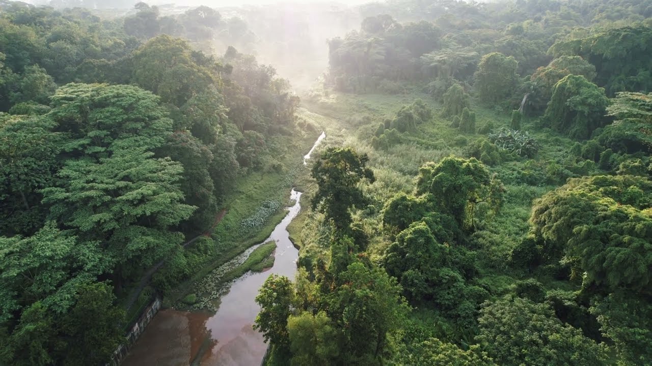 [Singapore] Clementi Forest 4K