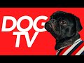 Dog tv  20 hours of endless entertainment for dogs virtual dog walk