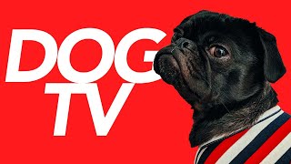 DOG TV - 20 Hours of Endless Entertainment for Dogs (Virtual Dog Walk) by Calm Your Dog - Relaxing Music and TV for Dogs 6,465 views 5 months ago 20 hours