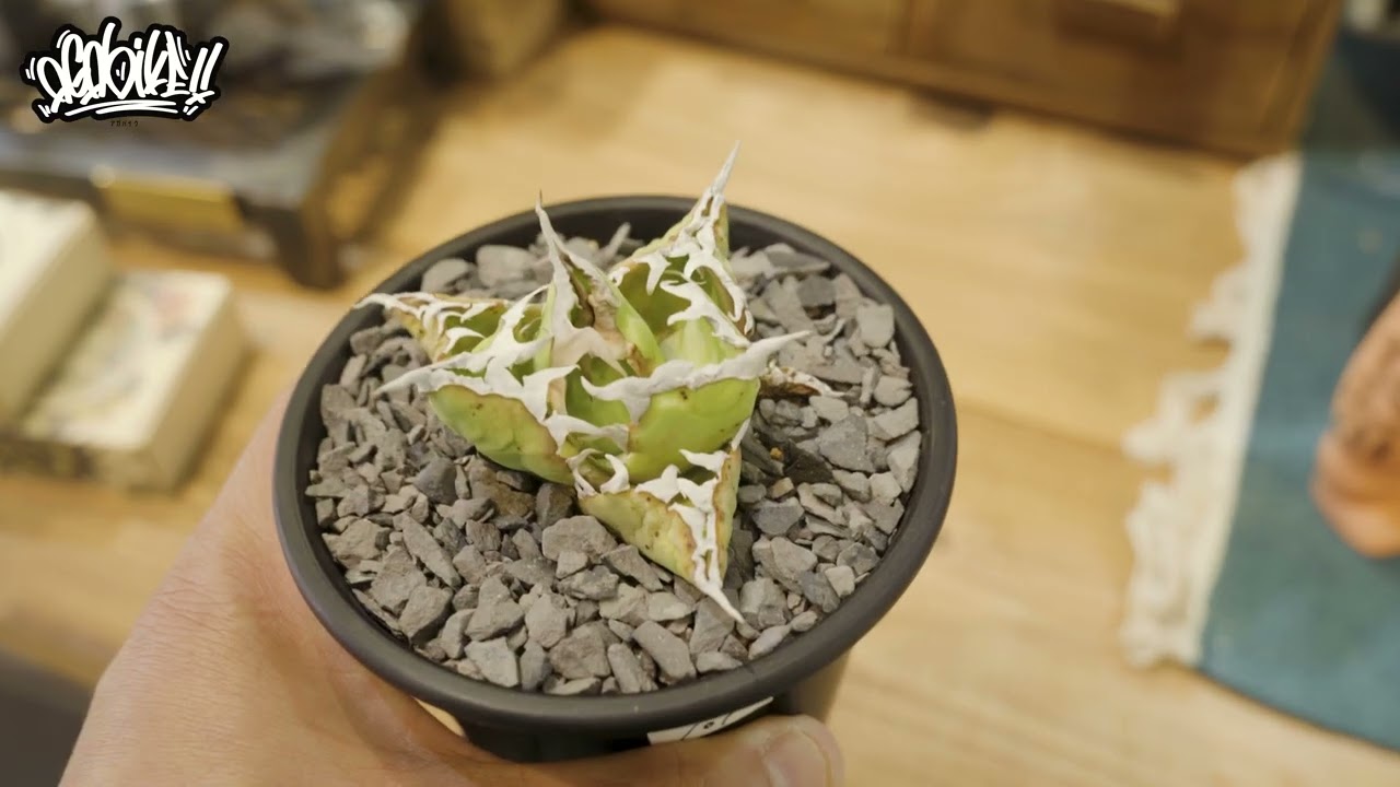 知ってたらレベルアップ】アガベからの危険サインに気付けてますか