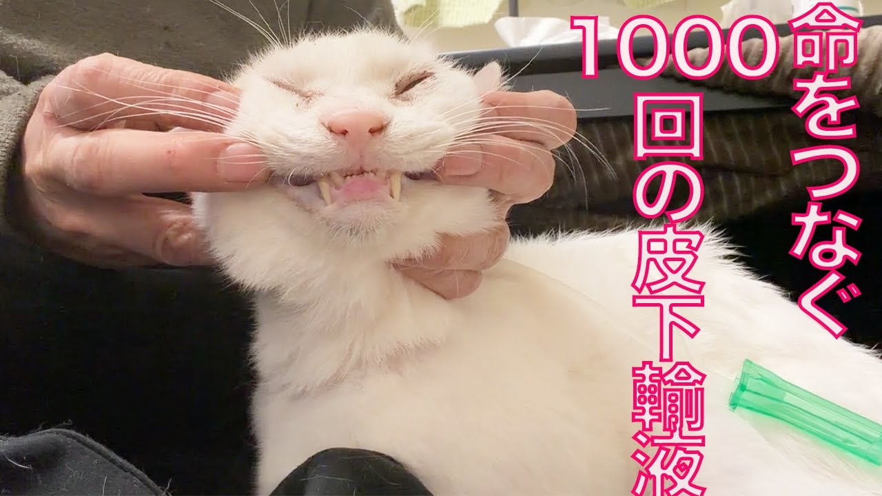 1000回の皮下輸液、猫の命をつなぐ　The 1000th subcutaneous infusion