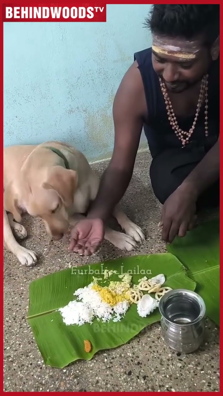 'சாப்பிடு தங்க பொண்ணு..' ❤ நாய்குட்டியை பொண்ணு போல் பாத்துகிட்ட உரிமையாளர்