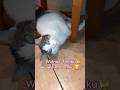 Śmiesznezwierzęta#śmiesznekoty#relax#natura#funnyanimalsvideo#funnycats#nature#shorts
