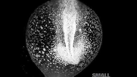 Zebrafish Embryo Development | 2017 #NikonSmallWorld #Microscopy