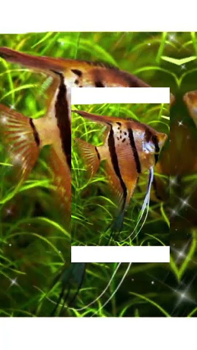 kombinasi dari ikan hias&ikan untuk dikomsumsi