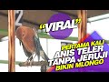 Viral Lomba Anis Merah Teler Tanpa Ruji Bikin Mlongo Heran Mp3 - Mp4 Download