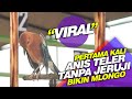 VIRAL !!! Lomba Anis Merah Teler Tanpa Ruji Bikin Mlongo Heran