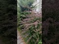 шикарный двор в элитном жк в Стамбуле