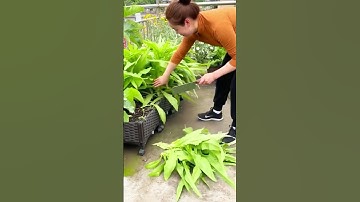 farmlife: vegetable harvesting techniques using simple tools #farming #agriculture #shorts