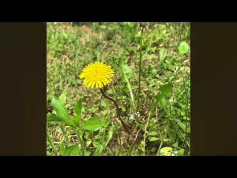 우효 - 민들레 (Cover)