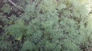 Download Lagu Dere otu Karaciğer/Siroz/Sarılık/Total bilirubin yüksekliği önemi Recep Dağıstan MP3