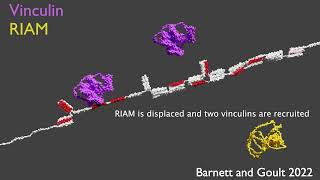 Binary Switching In Proteins Talin And Vinculin