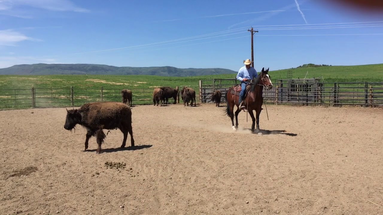 High Brows Hot Shot - Cattle
