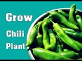 How to Grow Chilli from Seed / Grow Your Own Vegetable / Gardening Hindi Video // Mammal Bonsai