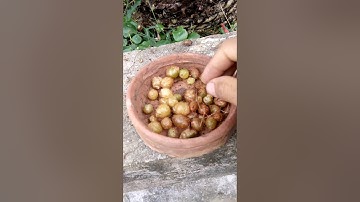 Bạn đã được ăn quả Vạn Tuế chưa..