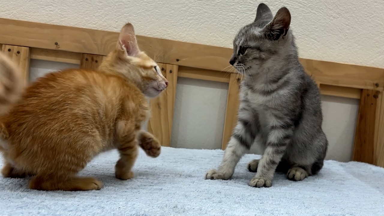 Two Playful Kittens Show Their Speed and Skills — What Happens Next #cutepets #cat #goldenretreivers