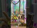 This Claw Machine Is Totally Insane Part 57  #clawmachine #arcade #prize #trending