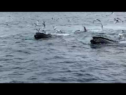 20+ Humpback Whales bubble net feeding Juneau, Alaska