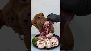 Video Thumbnail for Pitbull eating raw foods ASMR #asmr #dog #animalsmuckbang...