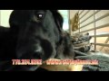 Pet Play House Commercial Doggy Day Care Reno NV Pet Play House Commercial Doggy Day Care Reno NV