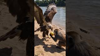 Eagle vs. Monkey for the Golden Fruit | Nova Stream 🦅🐒🥭 #viral #cute #shorts #reels #wildlife #eagle