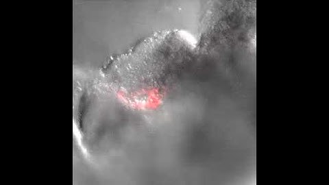 Imaging mouse embryo aorta - Video 2