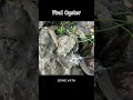 Oyster A lot After The Sea Low Tide #oysters #usa #100kviews #fyp #viral #tiktok #ur #uk #us