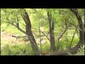 Duiker Hunt with Phacochère Safaris