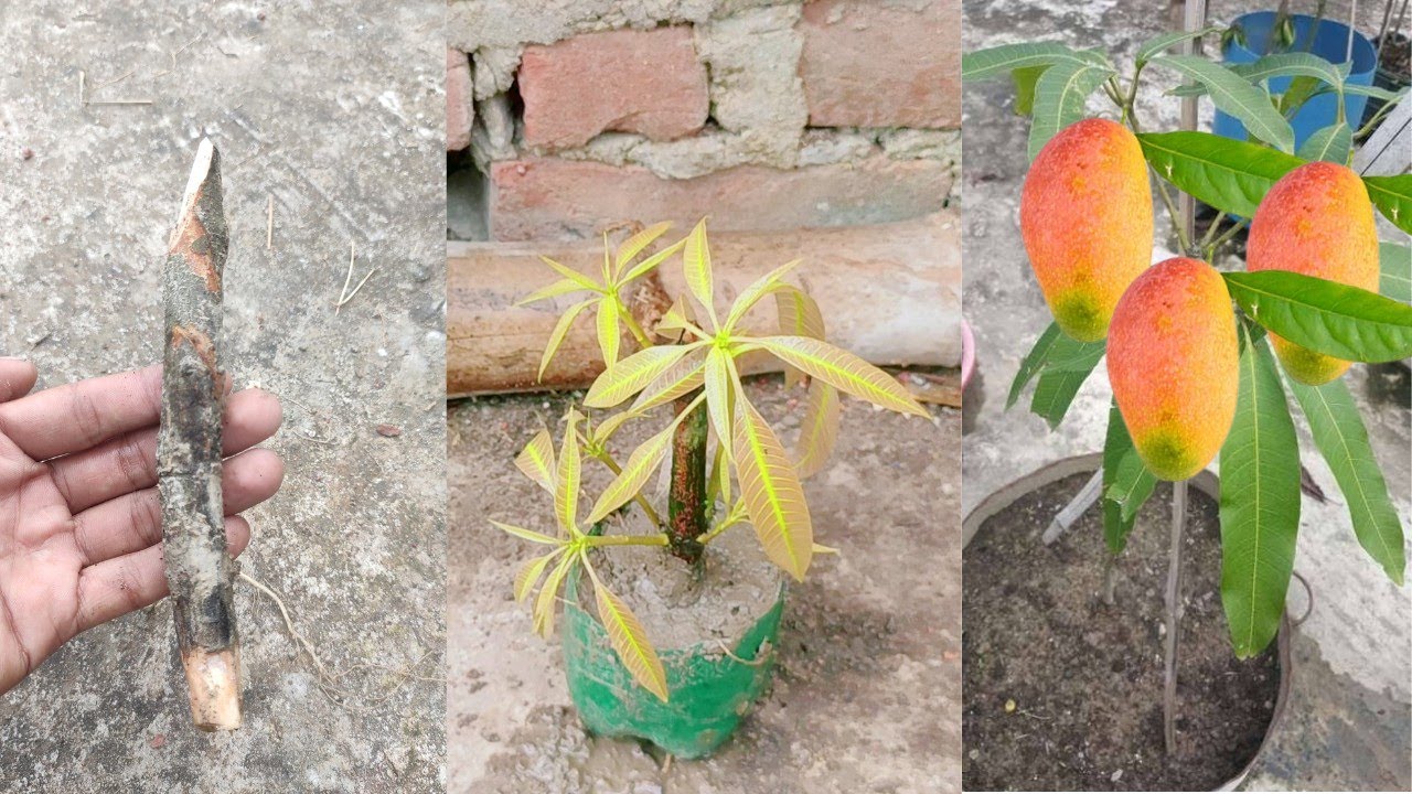 How To Grow Mango Tree From Mango Leaves Natural Rooting Hormone - YouTube