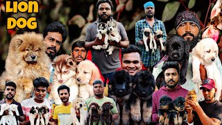 Cheapest Price of Pets Open Market in South India Chennai Broadway Sunday Pets Market 4k Ultra HD