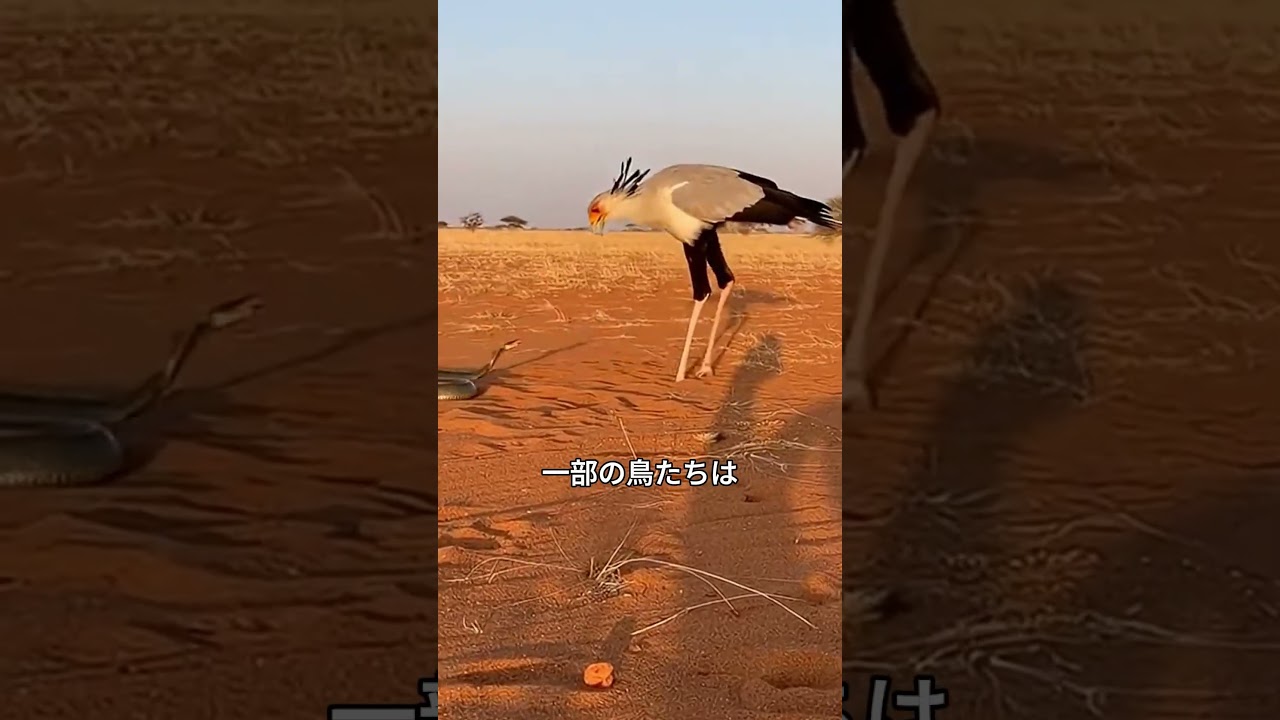 蛇をとても美味しそうに食べる鳥たち