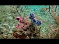 Snorkeling catherines place part 1 west waigeo raja ampat 2024 tg 6 olympus