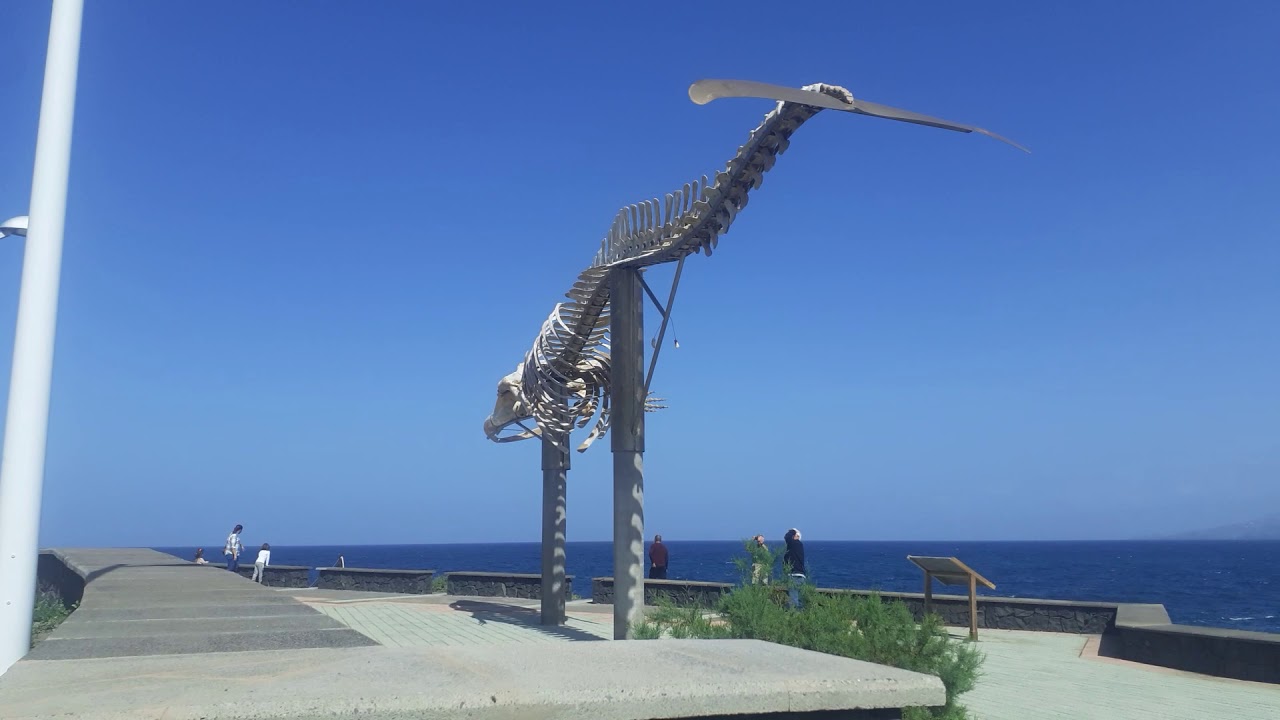 Los Silos /Walskelett