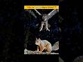 “उल्लू रात का ही खतरनाक शिकारी क्यों?” #shorts #facts #owl  #hunting