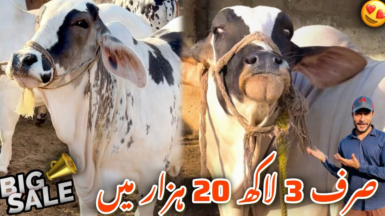 big-sale-shoqeeno-loot-lo-ye-offer-sirf-3-lakh-20-hazar-mai-qurbani