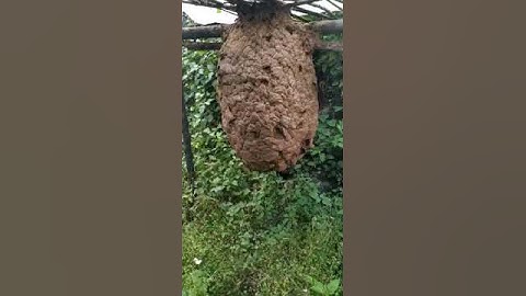 Large paper wasp nest hanging in the backyard #wasp #hornet