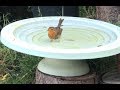 Robin bathing in a Shenstone Theatre Bird Bath and Drinker