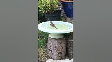 Robin bathing in a Shenstone Theatre Bird Bath and Drinker