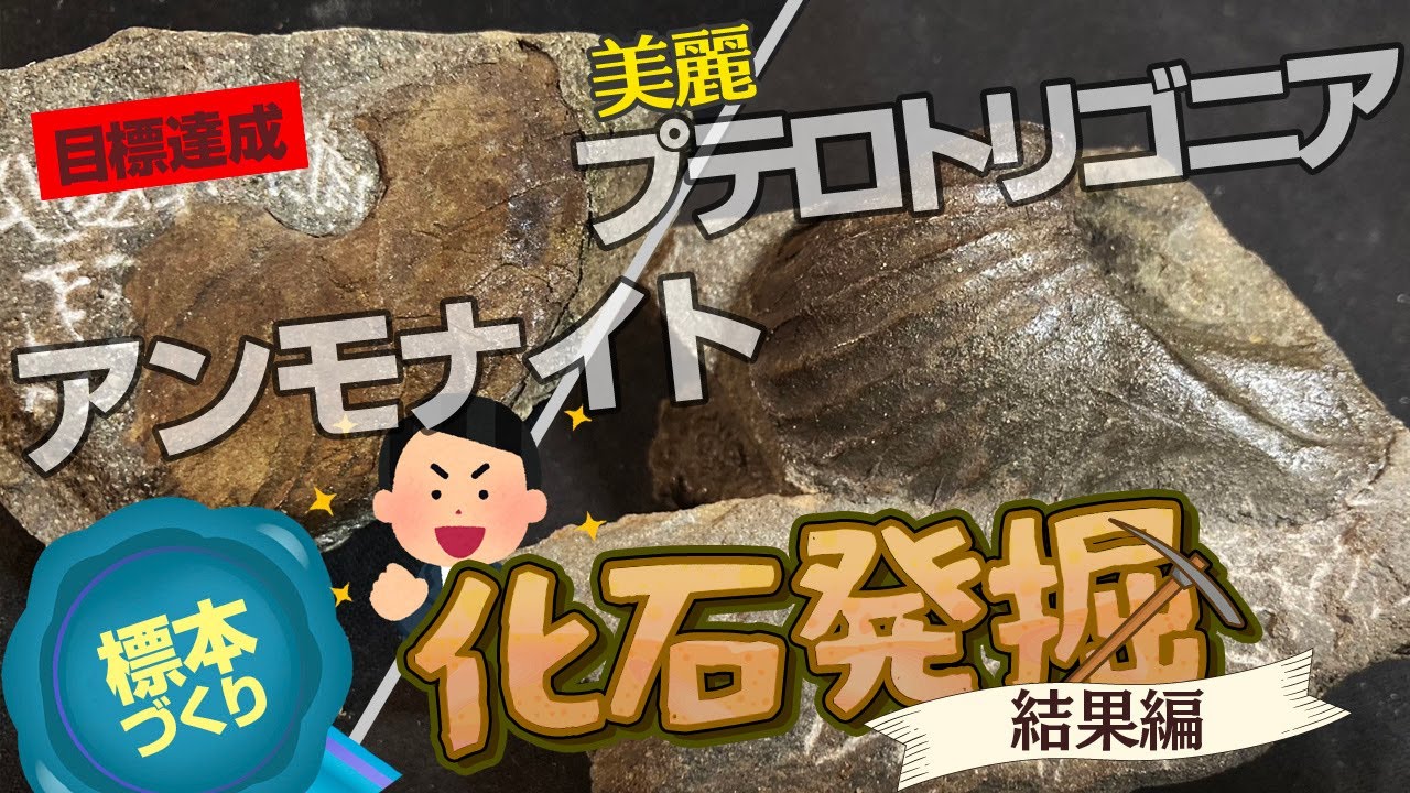 凄！持って帰ってきた石からアンモナイトを発見しました！