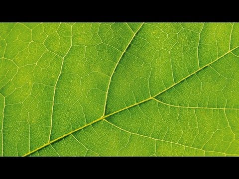 Controlling Pests on Bay Trees | At Home With P. Allen Smith