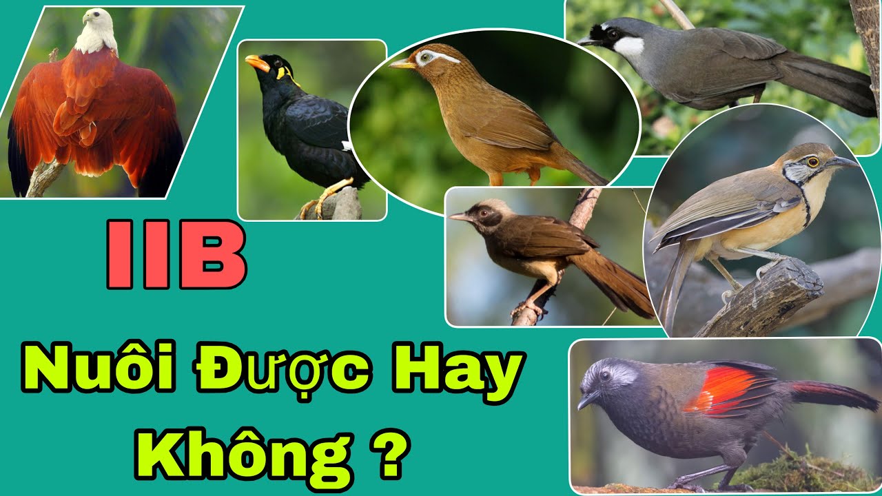 Kể Tên Tất Cả Những Loài Chim Trong Sách Đỏ ( IIB ) Việt Nam | Bạn Cần Nên Biết | B Long TV 