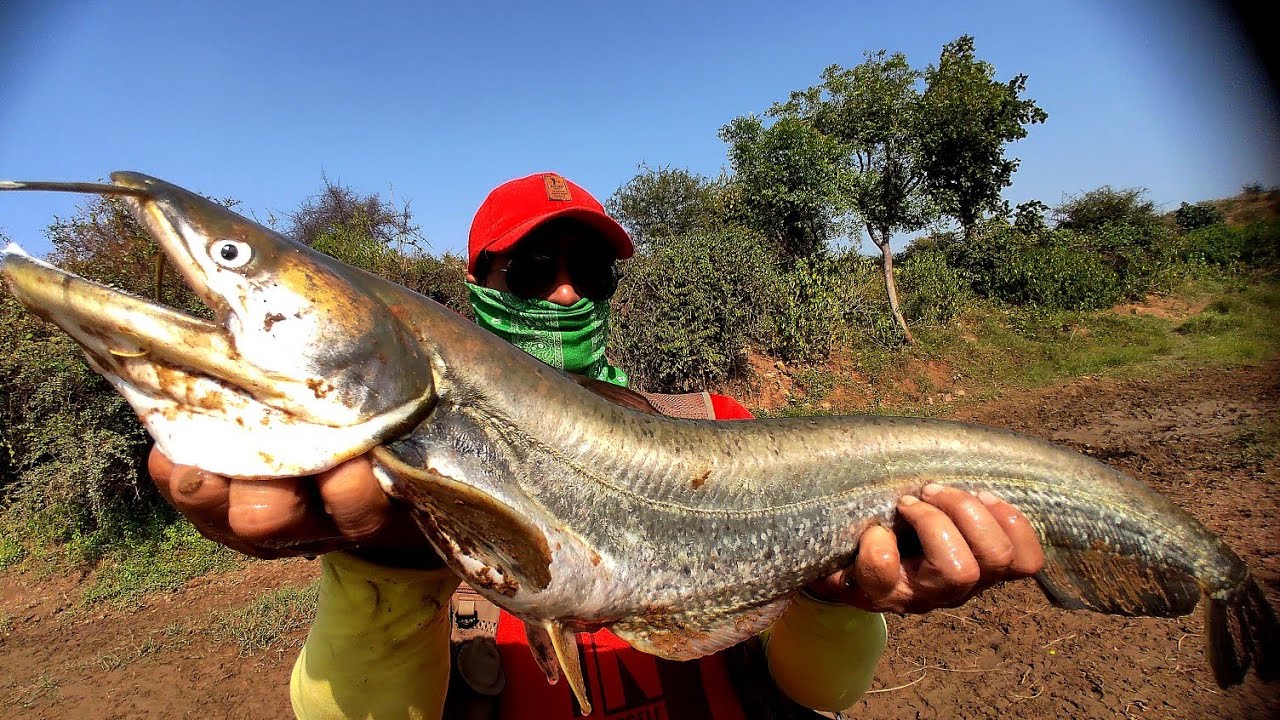 Big catfish fishing & snakehead fishing video best fishing Trip