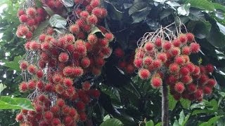 Rambutan Harvesting (Nephelium lappaceum)